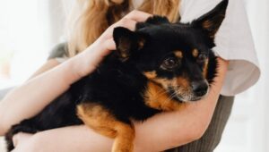 Pick the Right Pet Gear, Keep Every Cuddle Moment Gentle