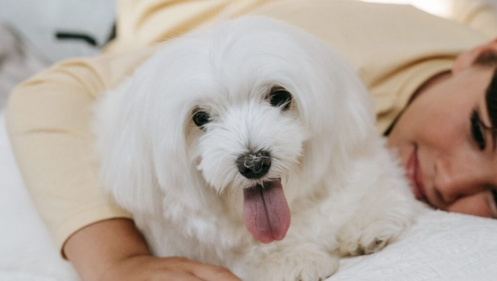 Best Supplies for Fluffy Cuddles